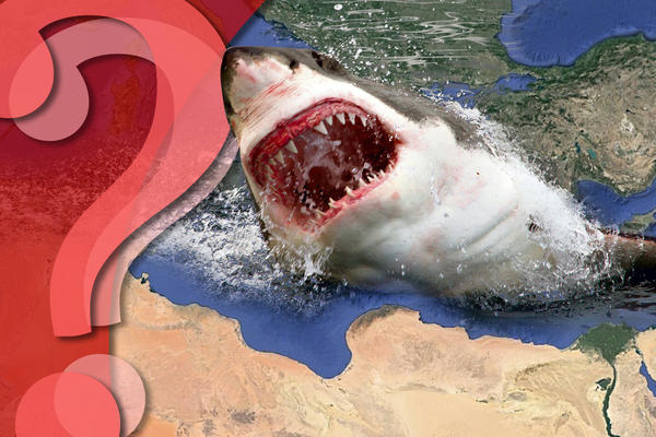 IMA LI AJKULA U OMILJENIM LETOVALIŠTIMA SRBA? U jednom od najomiljenijih morski pas je ubio ženu! (VIDEO)