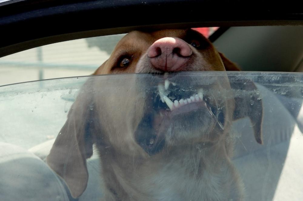 Stavio je jaje na sunce i poslao moćnu poruku svima koji ostavljaju svoje pse u automobilima! (FOTO)
