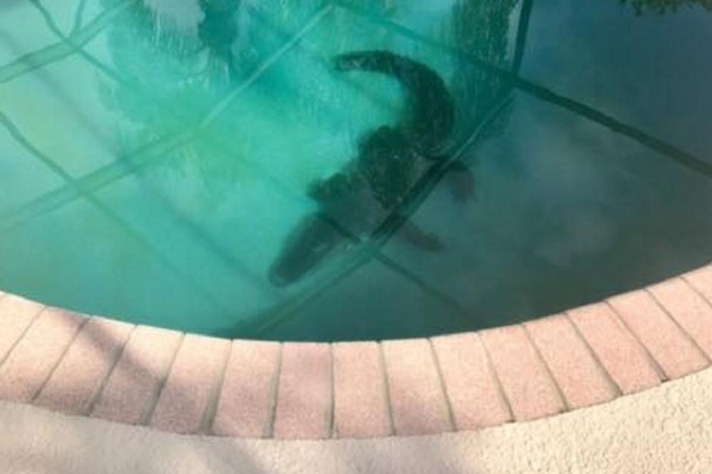 Udobno se smestio: Porodica pronašla aligatora u bazenu i postala hit na Fejsu! (VIDEO)