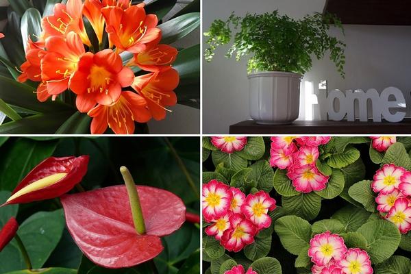 8 sobnih biljaka koje su toliko otrovne da možete da završite u bolnici! (FOTO) (GIF)