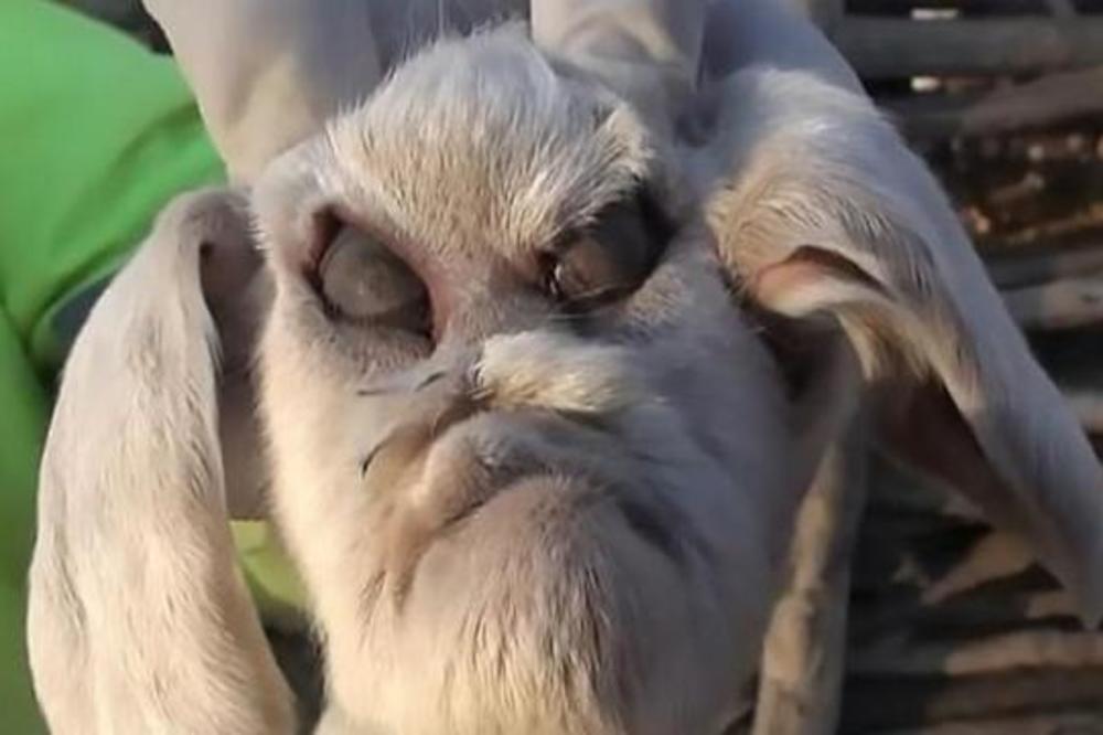 PRVI PUT DA JE NA SVET DOŠLO OVAKVO BIĆE! U Argentini rođena koza sa čovekolikom glavom! (VIDEO)