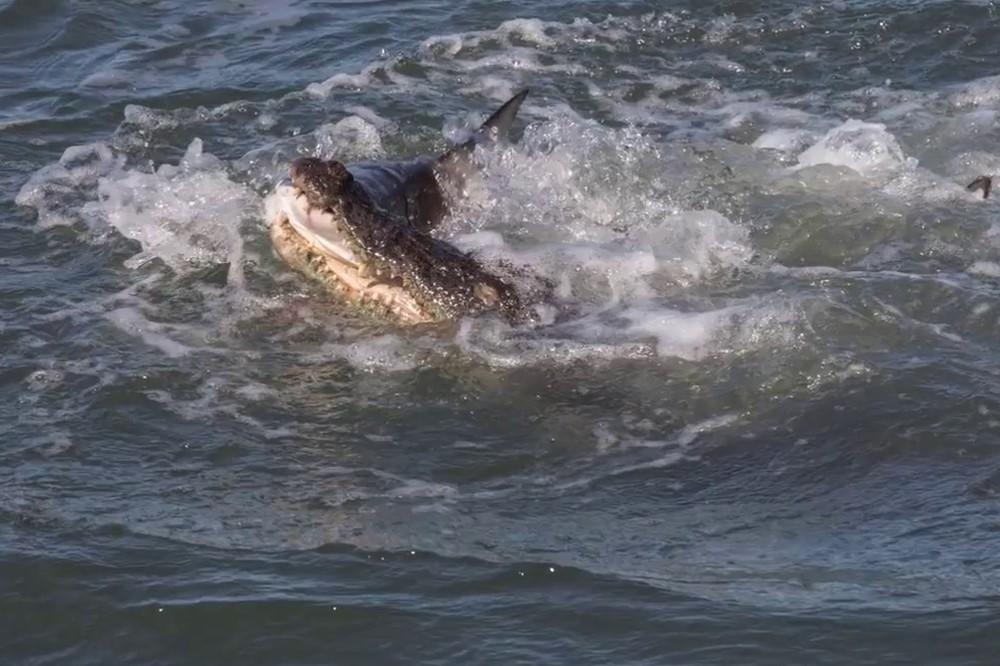 ČELJUST NA ČELJUST! Krokodil i ajkula se opasno zakrvili oko zalogaja! (VIDEO)