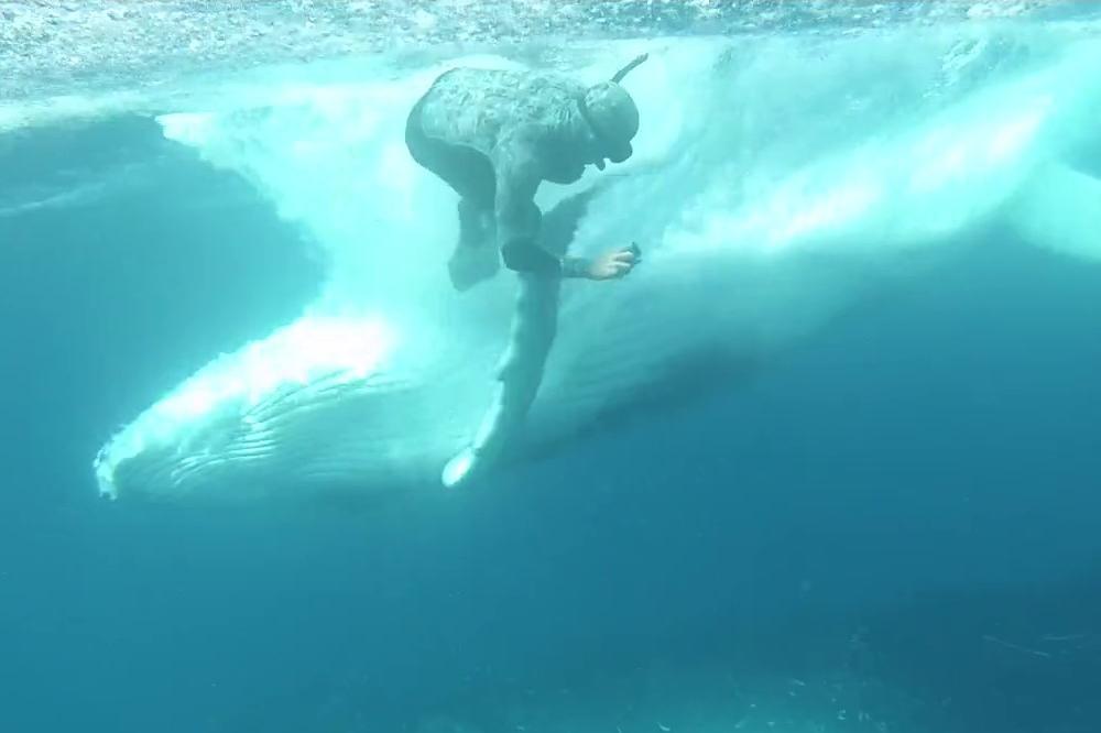 Kad čačkate kita, onda očekujte da vas zgromi! Ronioci osetili snagu gigantskog sisara! (VIDEO)