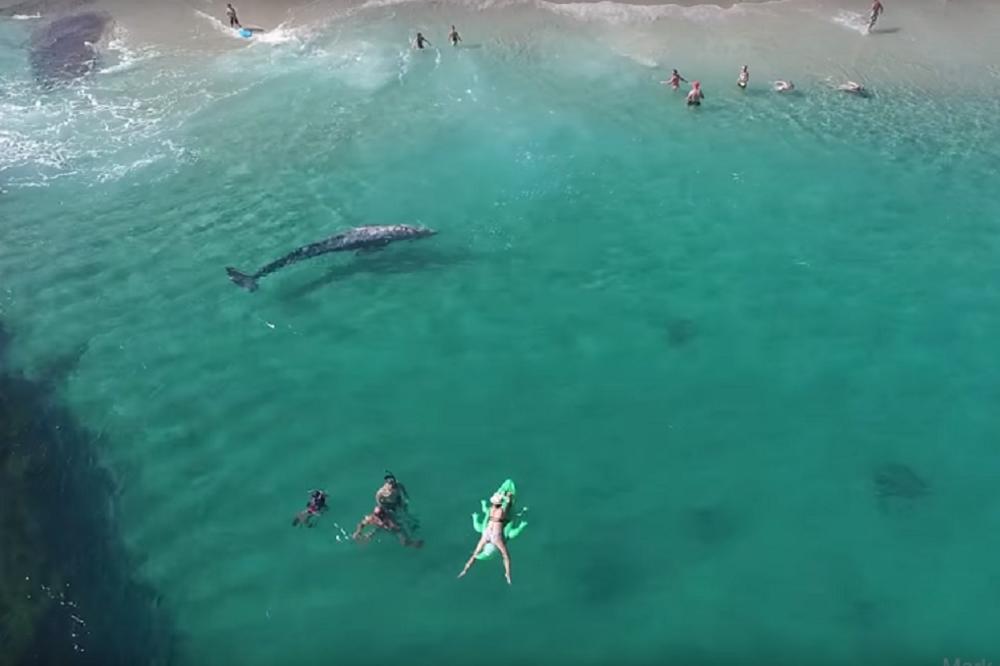 IZNENADIO SVE NA PLAŽI: Beba kit isplivao u Kaliforniji, a razlog je pretužan! (VIDEO)
