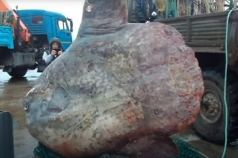 UPECAN MORSKI DŽIN! Ruski ribari izvukli čudovište teško JEDNU TONU! (VIDEO)