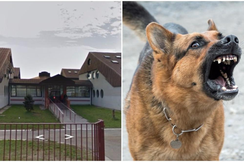 HOROR U VINČI: Pobesneli pas IZUJEDAO devojčicu u školskom dvorištu!