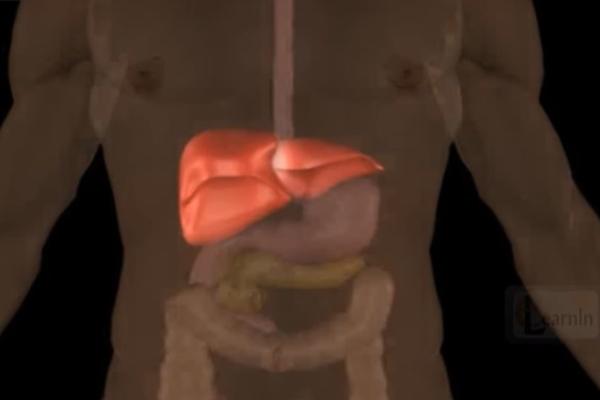 REŠITE SE LOŠIH NAVIKA: 6 znakova koji bi mogli da ukažu da vam jetra PROPADA zbog nezdravog načina života
