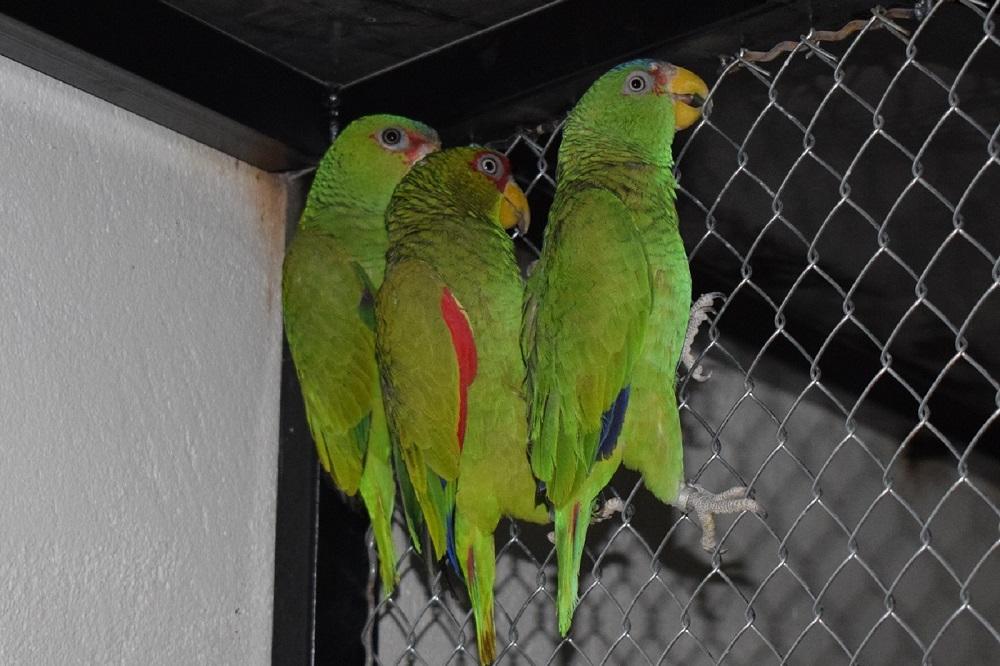 Zaplenjeni zaštićeni papagaji na Bačkim Vinogradima!