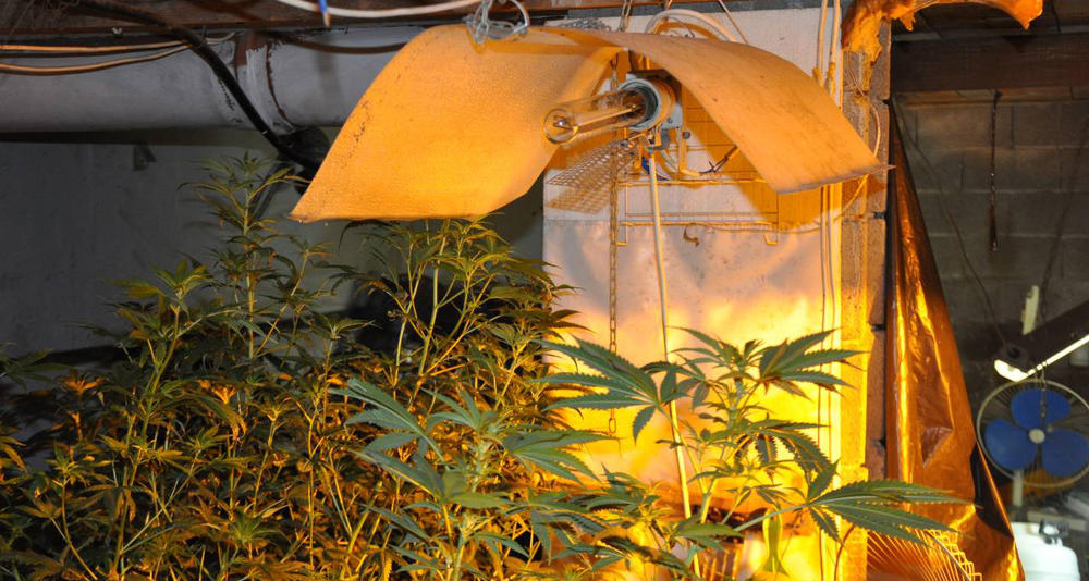 Otkrili su laboratoriju za proizvodnju marihuane u veštačkim uslovima    