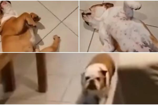 RASCOPALI CELU KUĆU PA SE NAPRAVILI MRTVI: Ovi lukavi psi su se IZVRNULI, ali im je na prvi pomen HRANE, oslabio KARAKTER! (VIDEO)