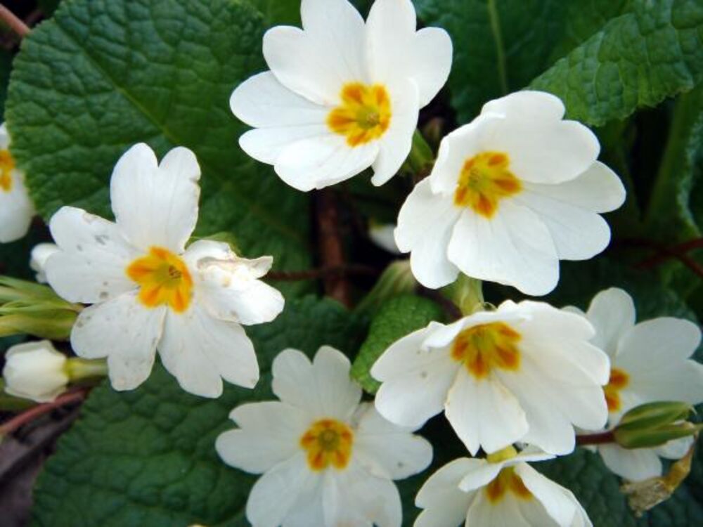 Primule ili jagorčevine su višegodišnje biljke iz porodice Primulaceae