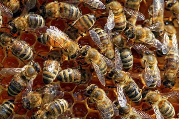 ROJEVI PČELA TERORIŠU OVAJ GRAD U KOMŠILUKU: Uvukle se i u GRADSKI PREVOZ, pčelar Petar misli da zna šta je problem