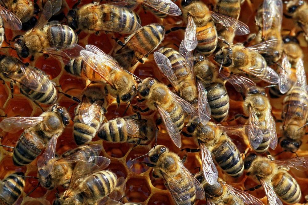 NE MOŽETE DA POMISLITE KOLIKO! Jezik pčela je najsloženiji u celom životinjskom carstvu