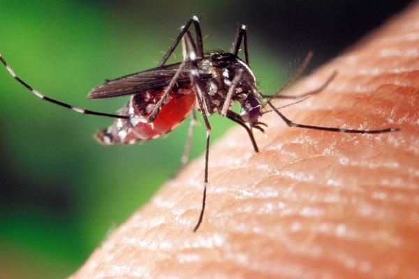 STIGLO SAOPŠTENJE: Kod komaraca u Beogradu nije izolovan virus Zapadnog Nila