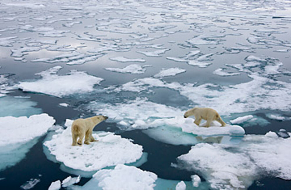Polarni medvedi na Arktiku