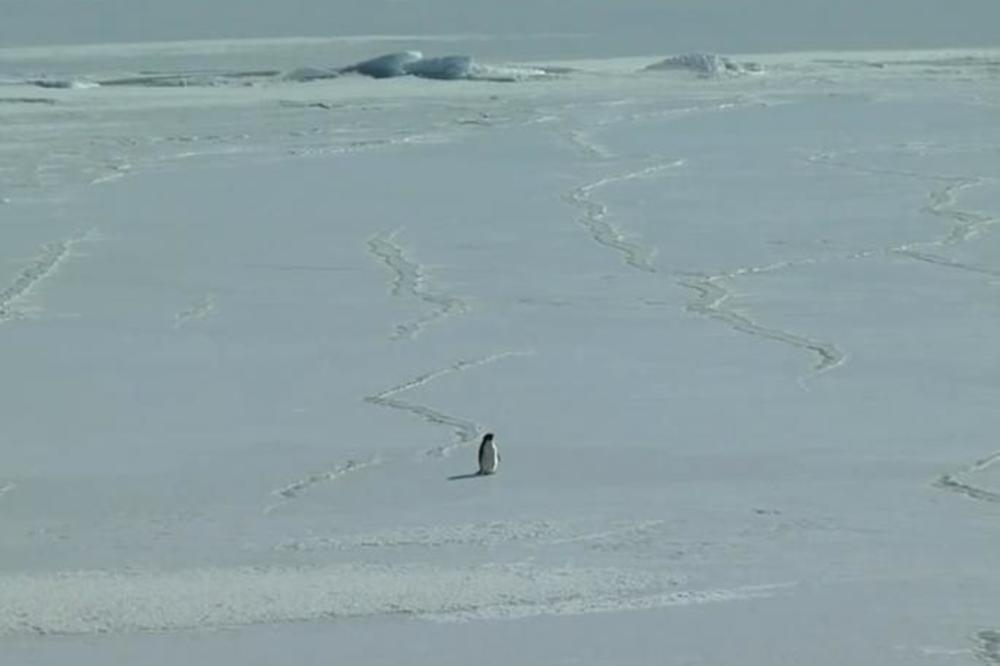 OSAMIO SE, A ONDA SE UBIO, LJUDI SU GLEDALI U NEVERICI: Ceo svet plače zbog poteza ovog pingvina (VIDEO)