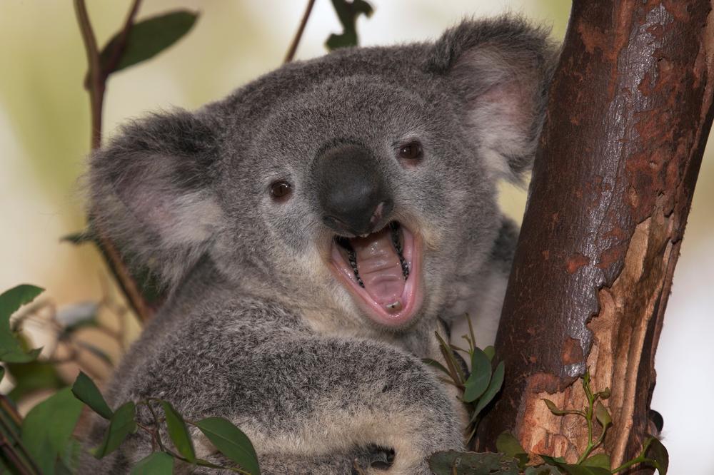 ZEMLJA DUGOVEČNIH! U zoološkom vrtu u Japanu živi najstarija koala na svetu, šta mislite koliko ima godina?