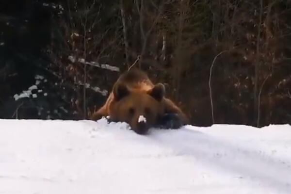 PRONAŠAO SVOJ PLEN: Medved pojurio SKIJAŠA, JEDVA MU JE POBEGAO! (VIDEO)