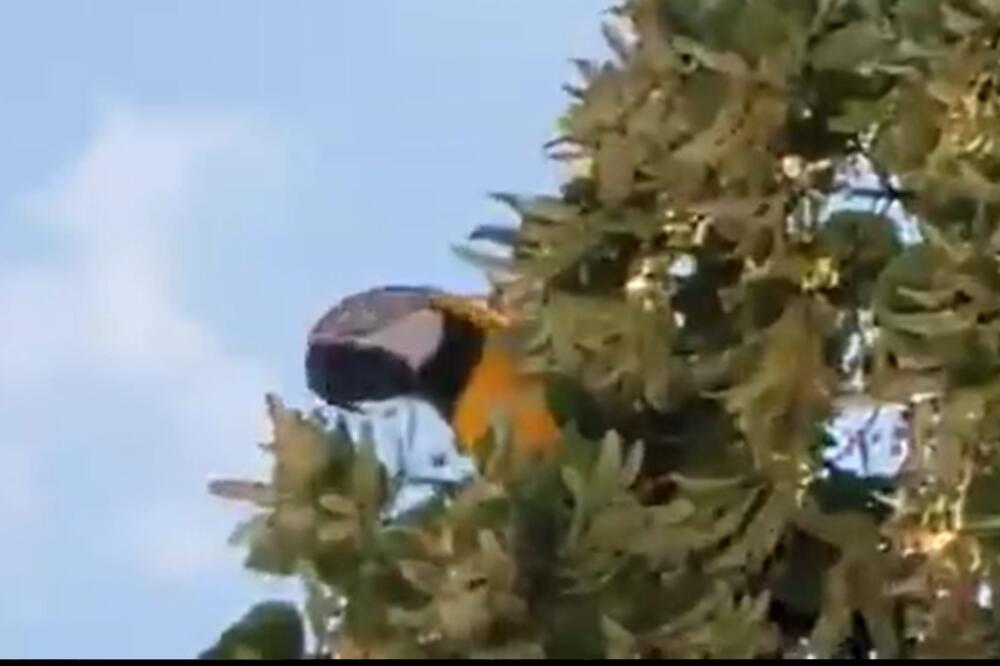 GRAĐANE NOVOG SADA POZDRAVLJA PAPAGAJ SA DRVETA! Jedan prolaznik je uspeo da snimi ovu dresiranu pticu! (VIDEO)