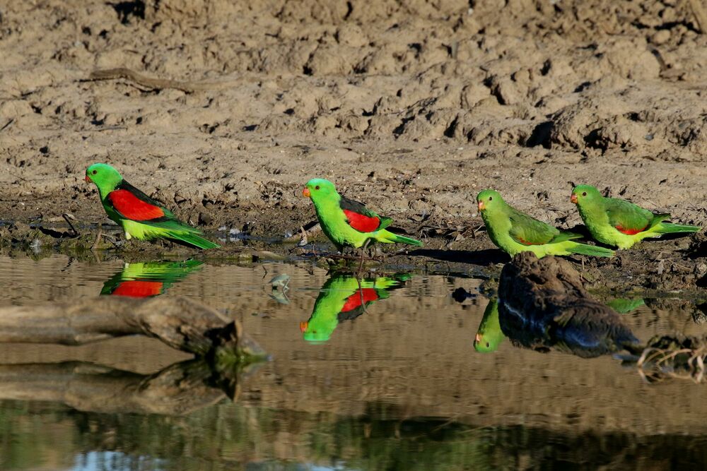 Crvenokrili papagaji, Papagaj
