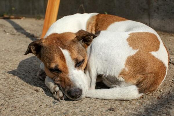 HEROJSKI PODVIG: Tinejdžeri spasili psa iz jezera, u Smederevu se samo o njima priča