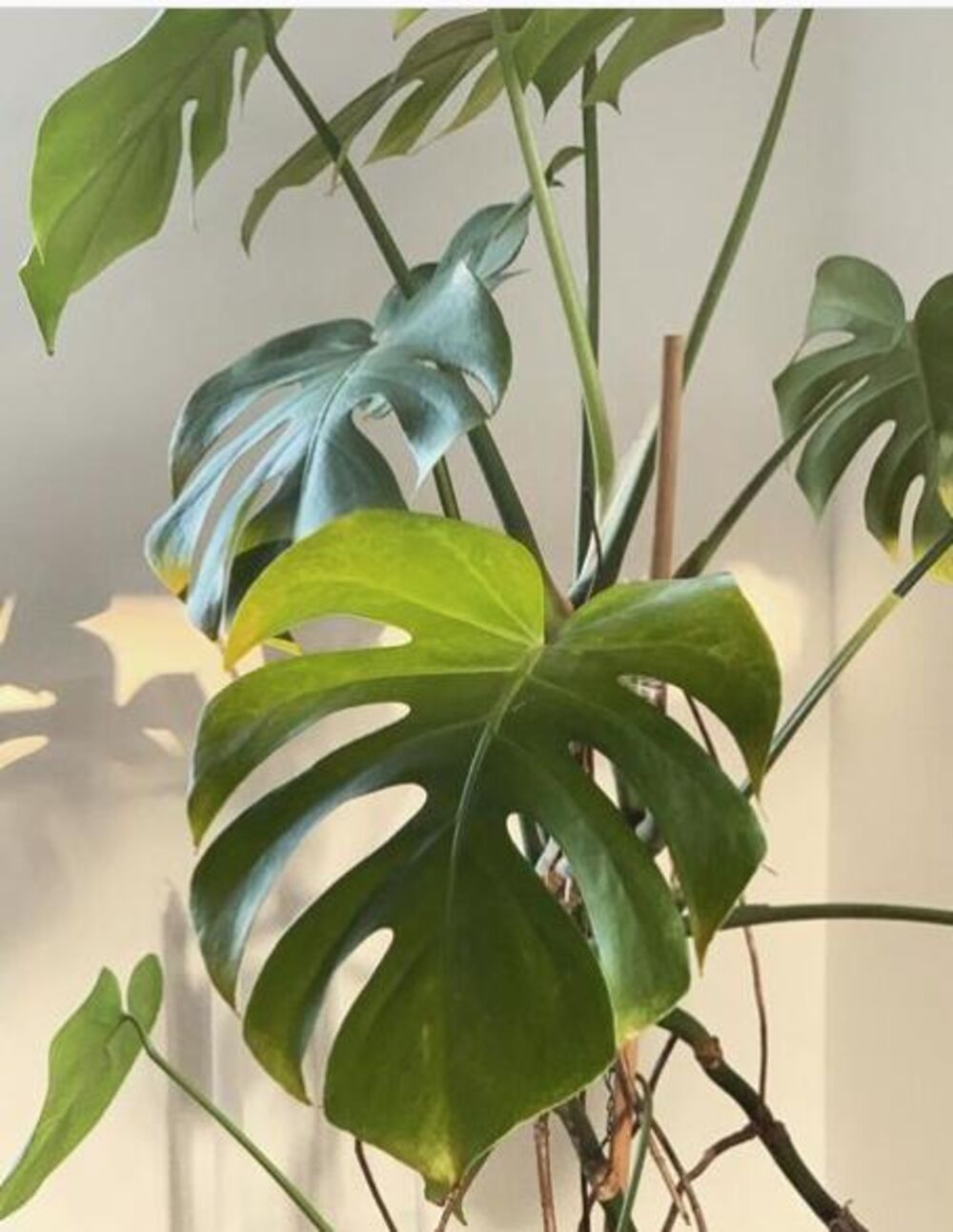 Da li su za vas biljke samo dekoracija u stanu?
