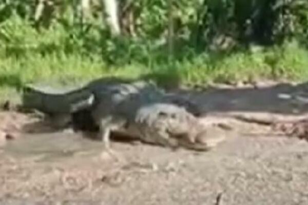 SNIMAK GLEDAJTE NA SVOJU ODGOVORNOST: Čuvar Zoo vrta seo na krokodila, a onda je počelo KRVOPROLIĆE (VIDEO)