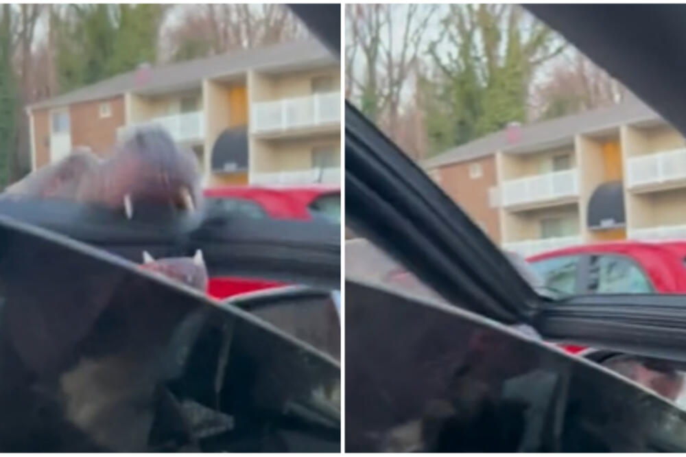 PITBUL POKIDAO AUTOMOBIL: Krvoločni pas UGRIZAO vlasnika pa se ustremio na DEVOJKU, iz kola SNIMALA NAPAD (VIDEO)
