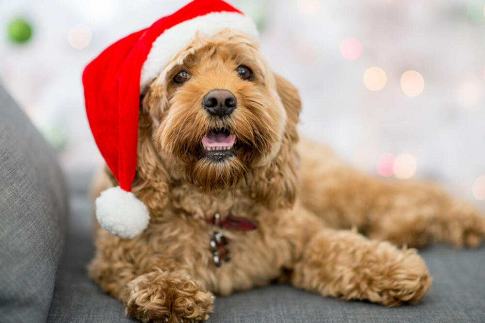 POKLON ZA LJUBIMCE: Obradujte i svog psa za Novu godinu – igračka koja mu ČISTI ZUBE!