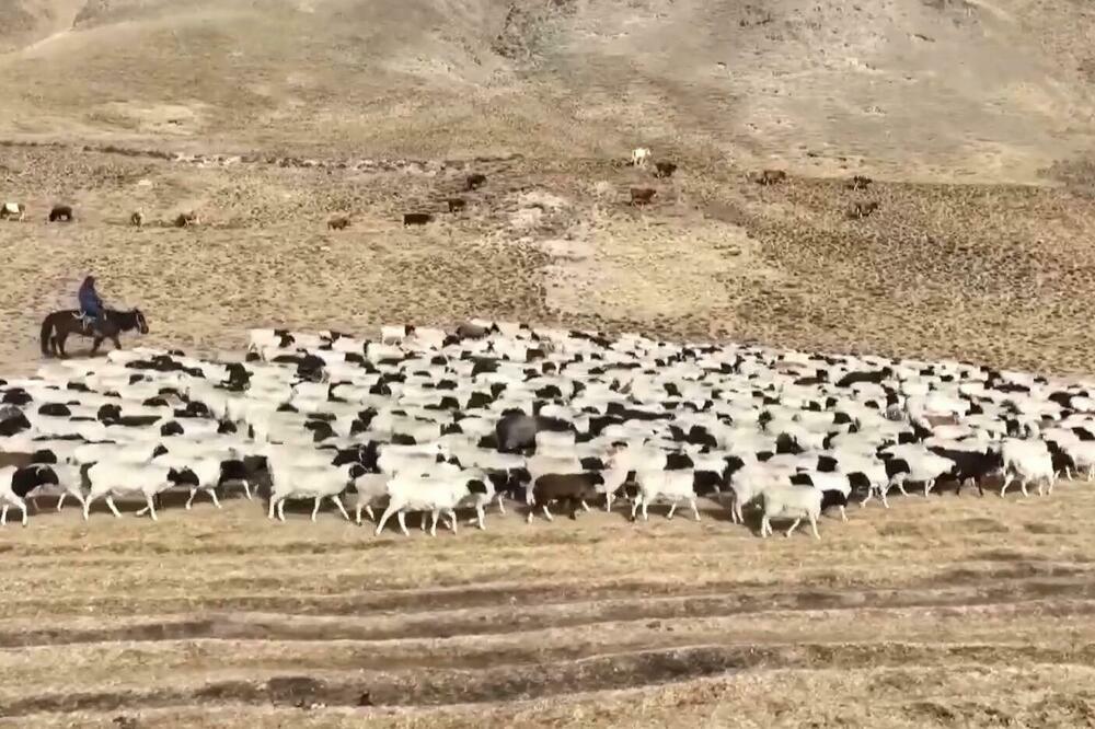 Preseljeno sedam miliona grla stoke u Sinđijangu! (VIDEO)