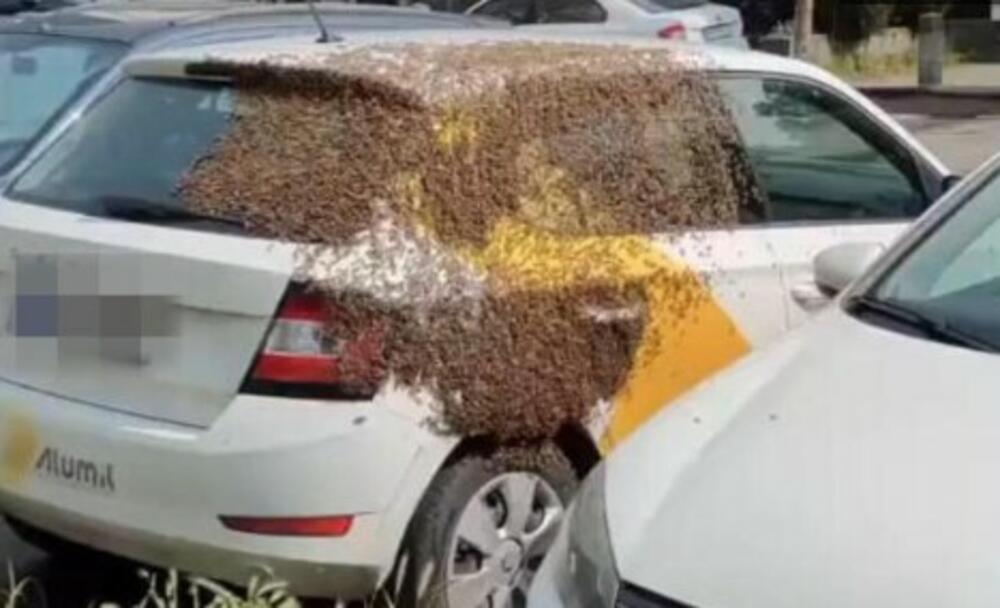 Pčele nagrnule na automobil u Mirijevu