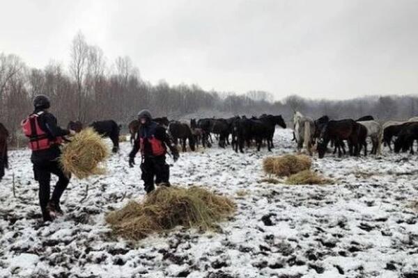 UKLJUČIO SE MUP U AKCIJU! Zarobljenim konjima na Krčedinskoj adi dostavljena hrana (FOTO)