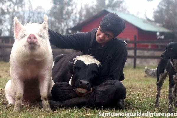 LEKCIJA IZ LJUBAVI: Čovek pokazao kako se vole krava, svinja, pas i mačka (FOTO) (VIDEO)