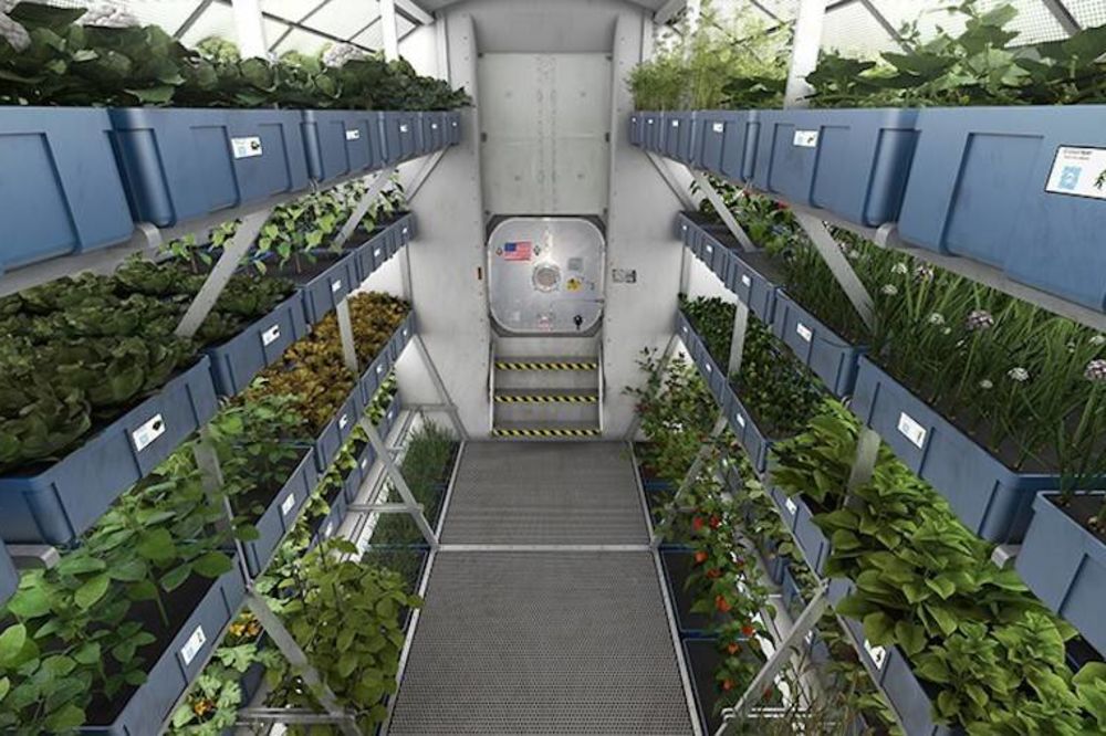 Evo kako NASA uzgaja povrće u svemiru (FOTO)