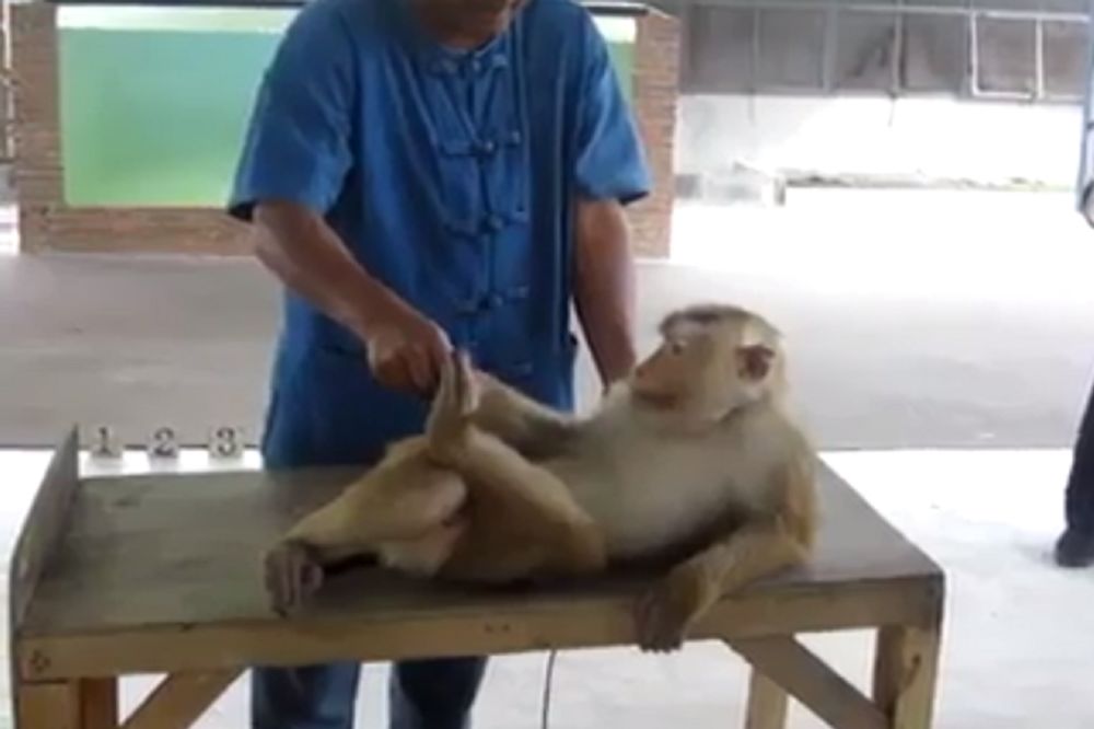 OVO JOŠ NISTE VIDELI: Mali majmun ubija sklekove i trbušnjake! (VIDEO)