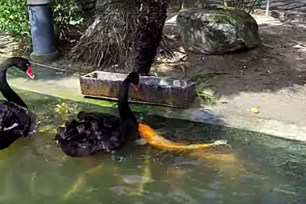 RAZNEŽIĆE VAS: Crni labudovi hrane svoje drugare RIBE! (VIDEO)