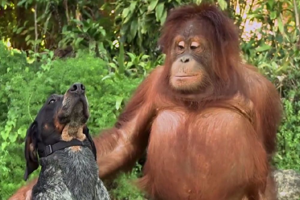 Neočekivana prijateljstva životinjskog sveta: Majmun voli kucu, a maca - piliće! (VIDEO)