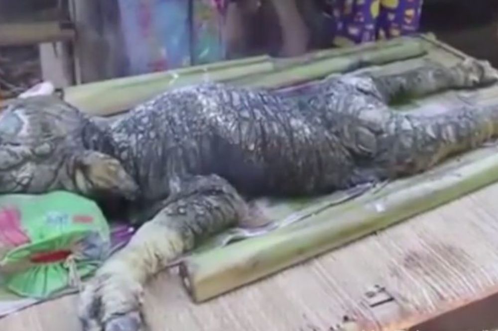 Koža reptila, glava krokodila i papci bizona: Rođen mešanac aligatora i teleta! (FOTO) (VIDEO)