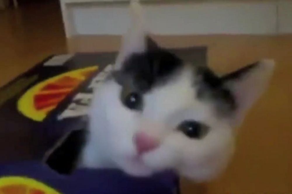 Dnevna doza maca: Ono kad nikako ne možete da se nabijete u tu malu kutiju! (VIDEO)