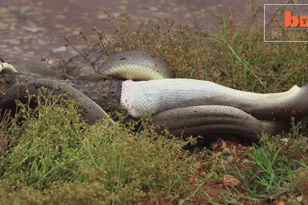 5 sati je ovoj zmijurini trebalo da ubije i proguta celog krokodila! (VIDEO)