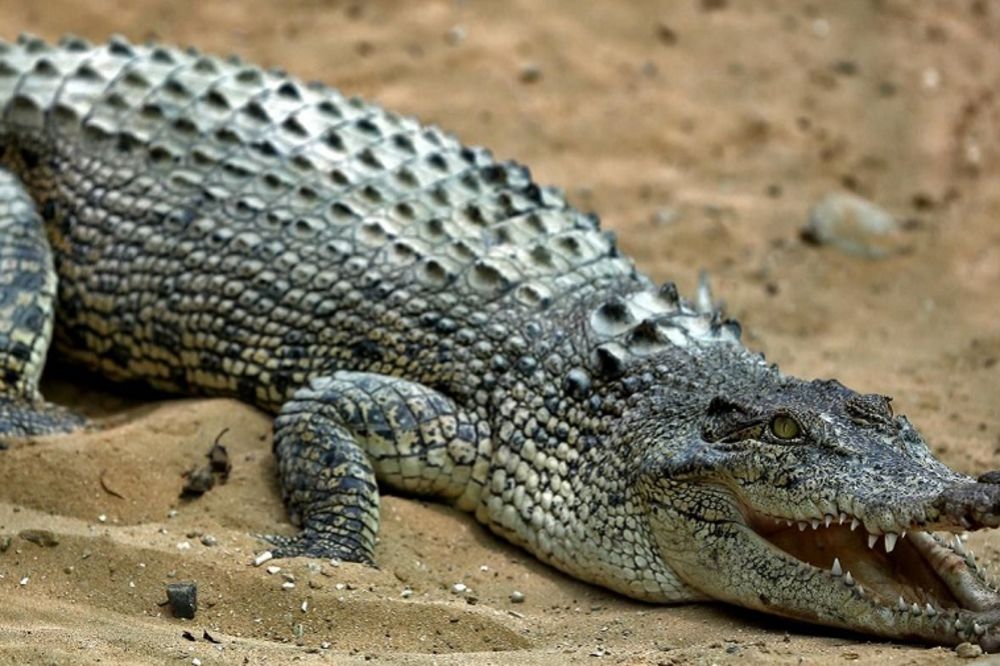 Zašto krokodili spavaju s jednim oko otvorenim?
