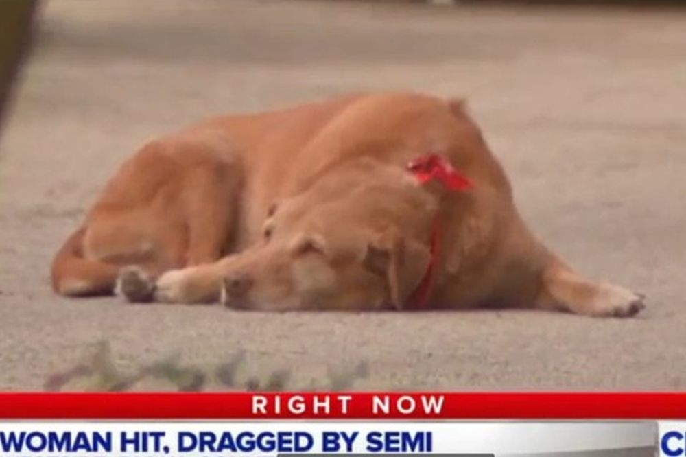 Tuga: Pas je satima čekao vlasnicu na mestu na kom je poginula! (FOTO) (VIDEO)