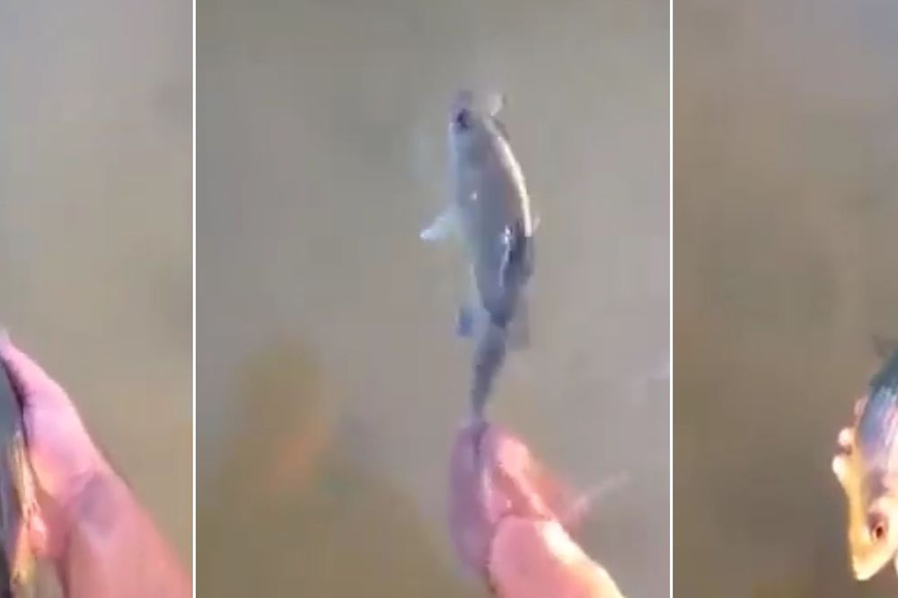 Ovo sigurno nikada niste videli: Nećete verovati šta radi ova riba! (VIDEO)