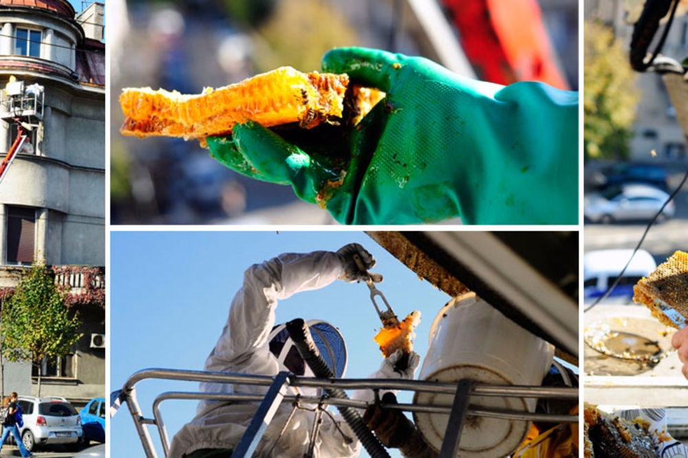Probali smo med beogradskih pčela: Pogledajte nesvakidašnju akciju spasavanja košnice (FOTO)