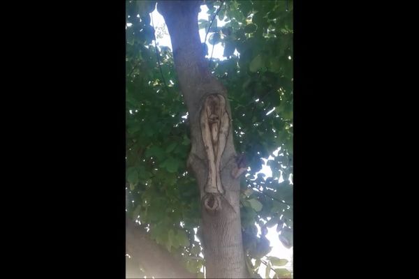 Pravo čudo: Kod Zrenjanina se ukazala Sveta Petka na drvetu! (VIDEO)
