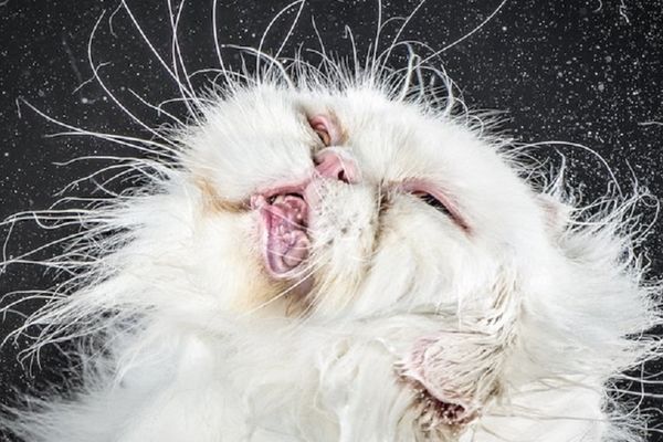 7 smešnih mačaka u izdanju kakvom ih dosad niste videli! (FOTO)