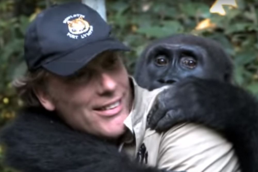 Spasao je bebu gorile, a ovo se dogodilo kada su se sreli 10 godina kasnije! (VIDEO)