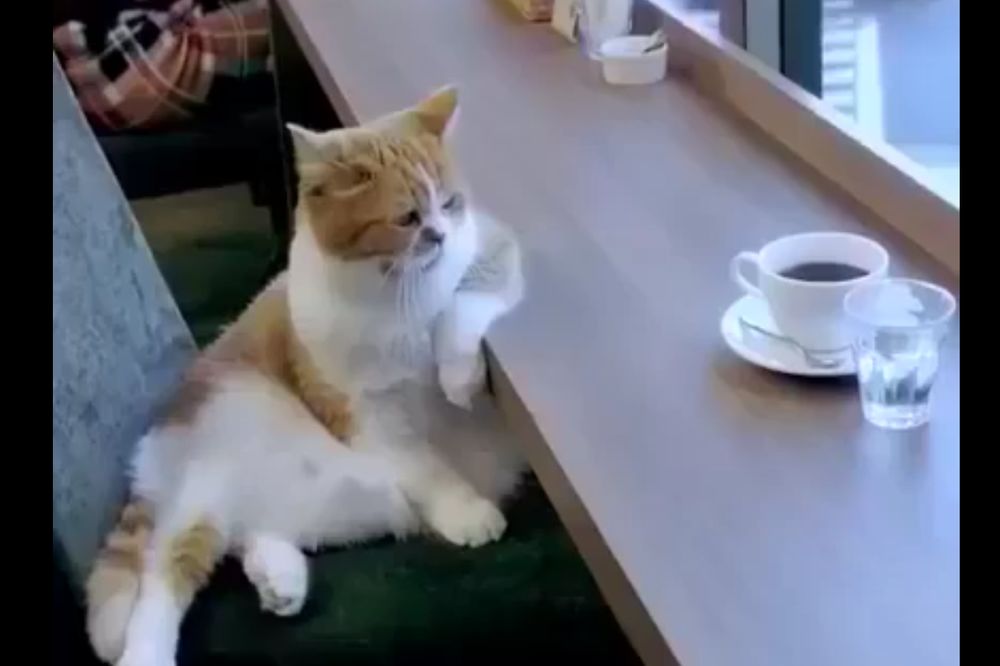 Idealan početak dana: I ova mačka kulira uz espreso! (VIDEO)