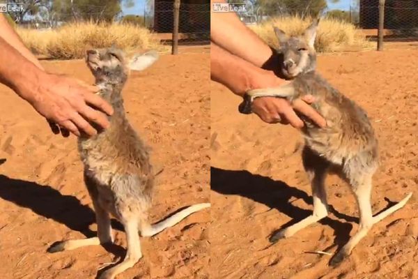 Ovaj kengur je prava maza - jedino što želi je češkanje i zagrljaj! (VIDEO)
