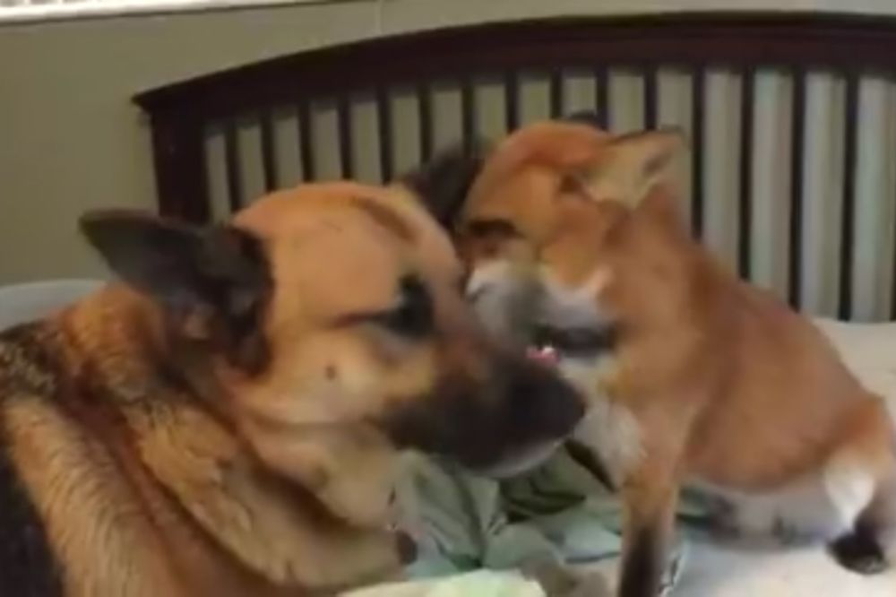 Potpuno blesava lisica uživa da gnjavi svog drugara vučijaka! (VIDEO)